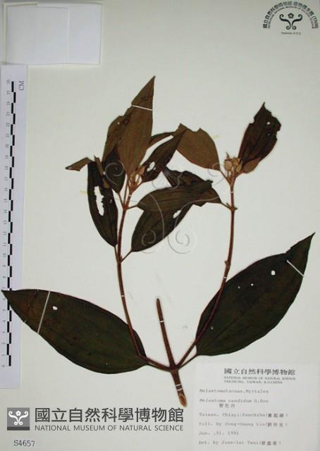 野牡丹藏品圖，第1張