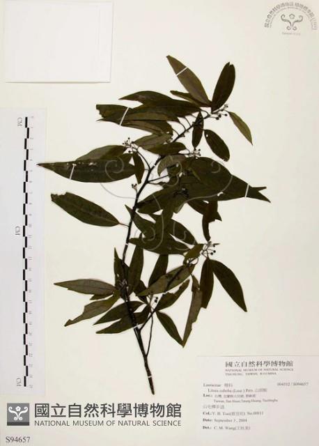 山胡椒藏品圖，第1張