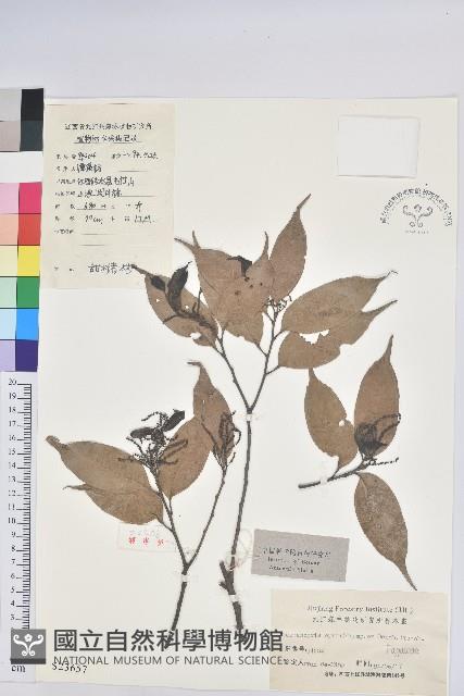 反刺苦櫧藏品圖，第1張