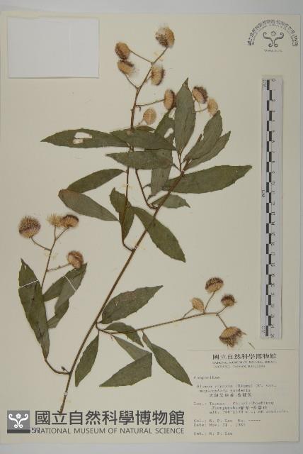 大頭艾納香藏品圖，第1張