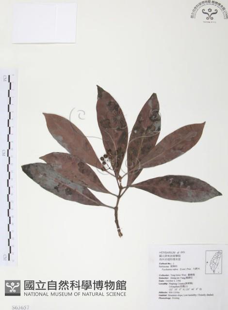 九節木、牛屎烏、青龍吐霧藏品圖，第1張