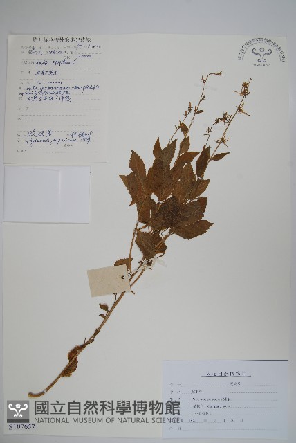 牧根草藏品圖，第1張