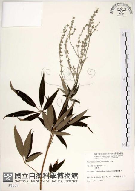 黃荊藏品圖，第1張