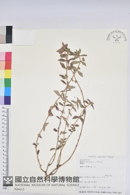 Accession Number:S026057 Collection Image