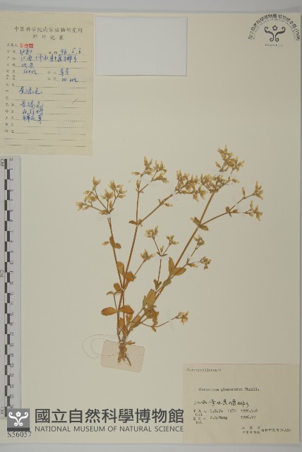 球序卷耳藏品圖，第1張