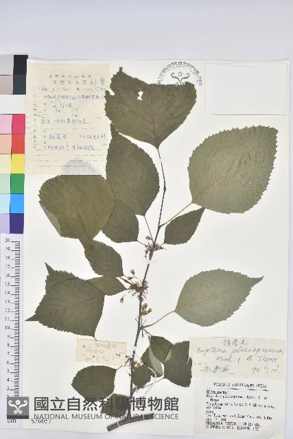 領春木藏品圖，第1張