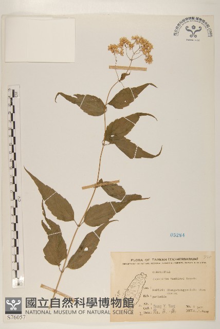 田代氏澤蘭藏品圖，第1張