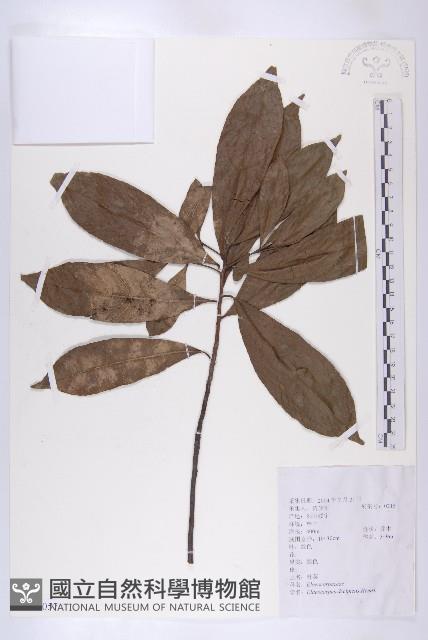 杜英藏品圖，第1張