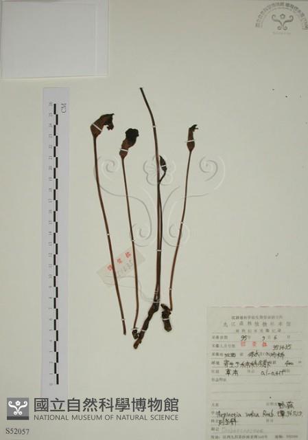 Accession Number:S052057 Collection Image