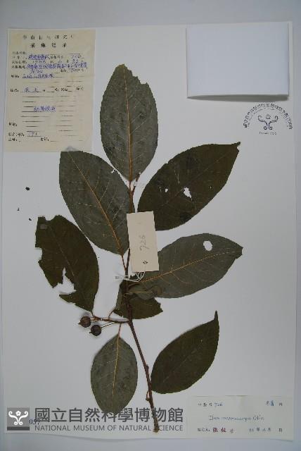 Accession Number:S042057 Collection Image, Figure 1, Total 2 Figures