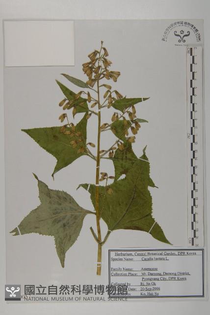 山尖子藏品圖，第1張