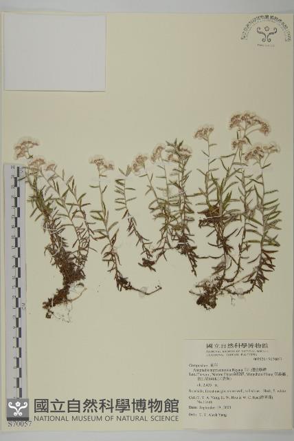 玉山抱莖籟簫藏品圖，第1張