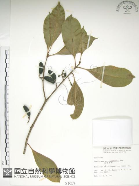 大葉木犀藏品圖，第1張