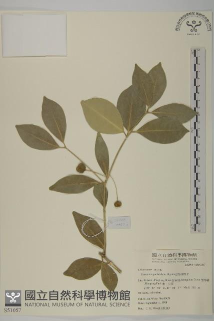 淡綠葉衛矛藏品圖，第1張