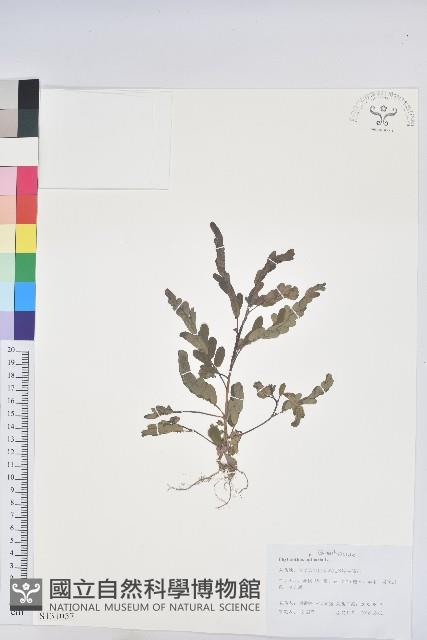 葉下珠、珠仔草藏品圖，第1張