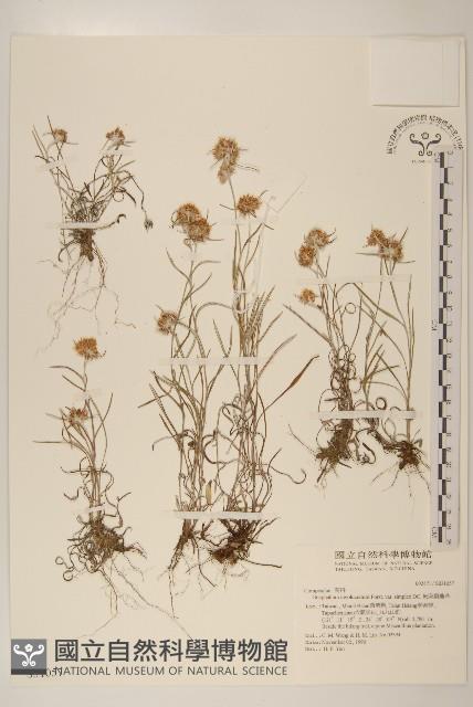 細葉鼠麴草藏品圖，第1張