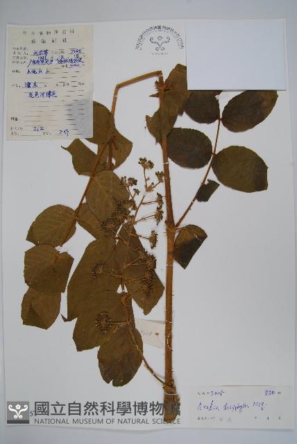 頭序蔥木藏品圖，第1張