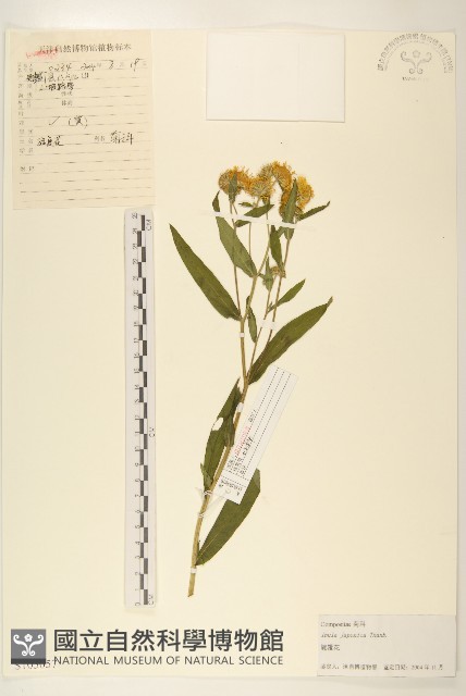 旋覆花藏品圖，第1張