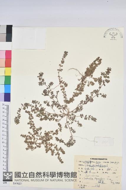 千根草藏品圖，第1張