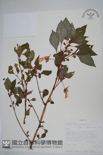 登錄號:S094057藏品圖，第1張