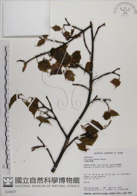 臺灣紅榨槭藏品圖，第1張