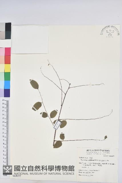 多花油柑、白仔藏品圖，第1張