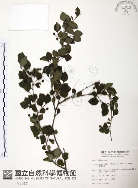 燈稱花、烏雞骨藏品圖，第1張