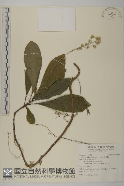 走馬胎藏品圖，第1張