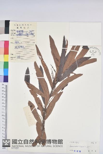 水楊梅、水柳仔藏品圖，第1張