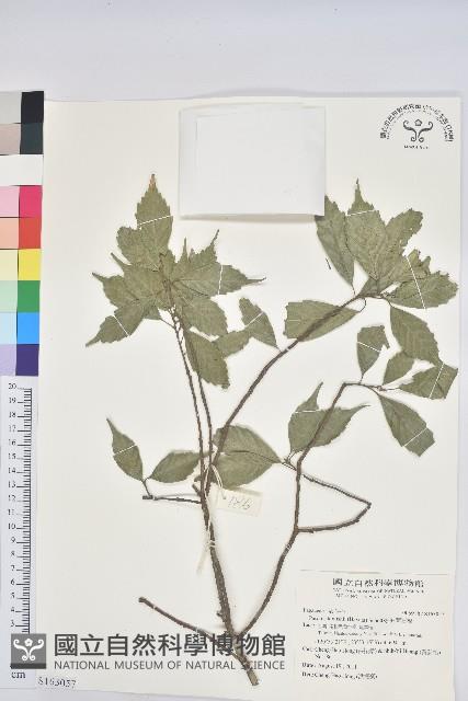 油葉石櫟藏品圖，第1張