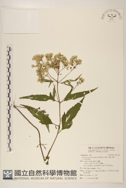 田代氏澤蘭藏品圖，第1張