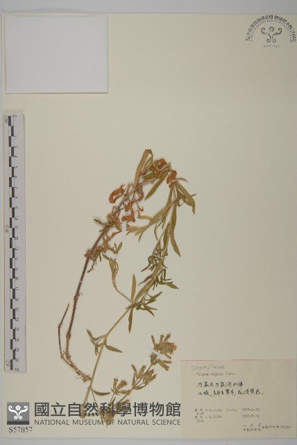 匍生蠅子草藏品圖，第1張