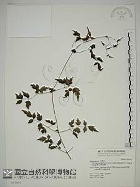 梨山小蓑衣藤藏品圖，第1張