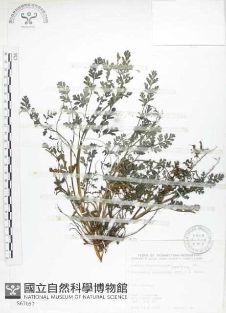 彎果黃菫藏品圖，第1張