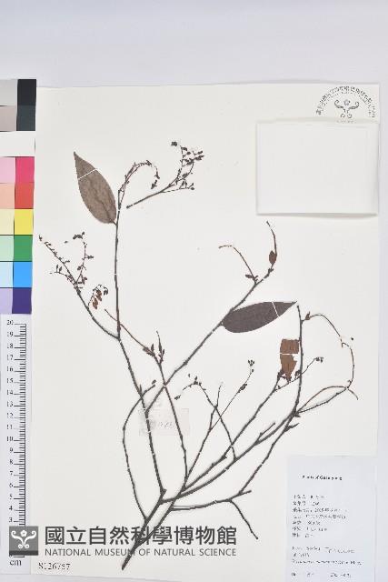 刺毛越橘藏品圖，第1張