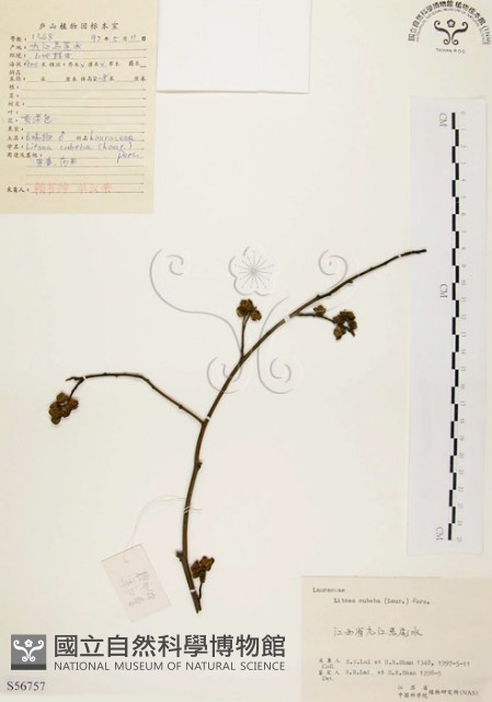 山胡椒藏品圖，第1張
