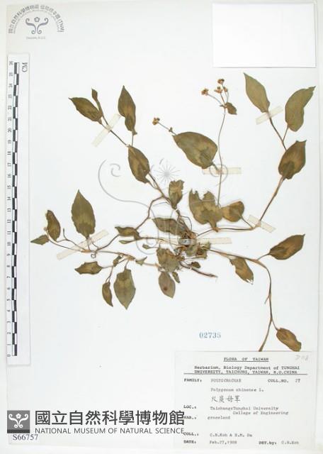 火炭母草、清飯藤藏品圖，第1張