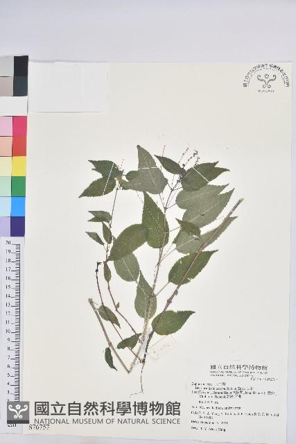 山靛藏品圖，第1張