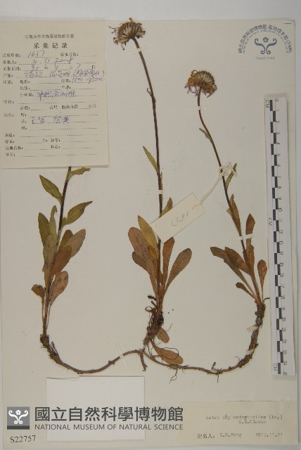 重冠紫菀藏品圖，第1張