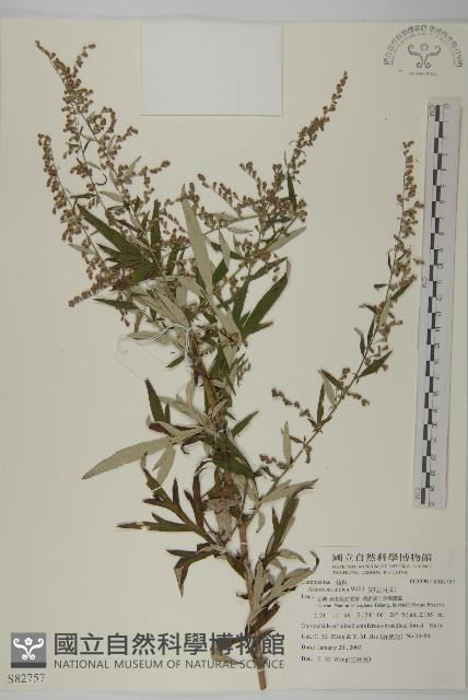 中南蒿藏品圖，第1張