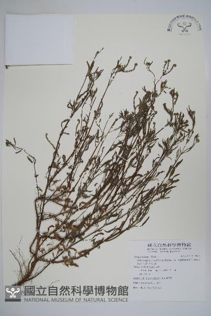 伏毛天芹菜藏品圖，第1張