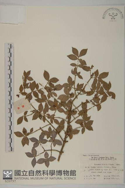 衛矛藏品圖，第1張