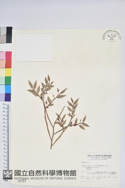 毛蕊花藏品圖，第1張