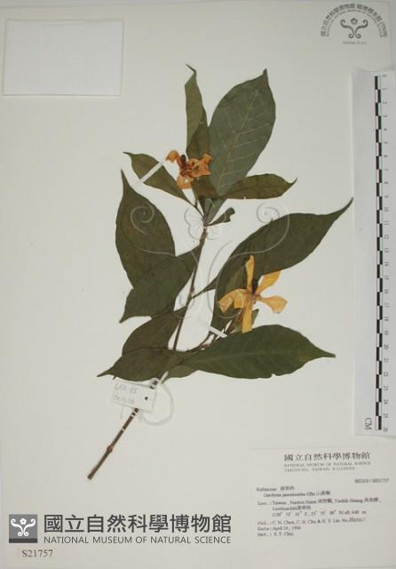 山黃梔藏品圖，第1張