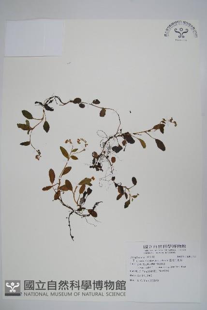 臺北附地草藏品圖，第1張