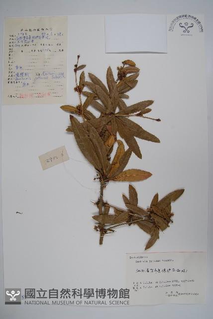 濠豬刺藏品圖，第1張