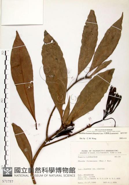 大葉楠藏品圖，第1張