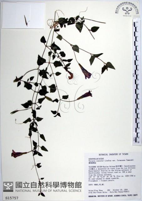 倒地蜈蚣、四角銅鑼藏品圖，第1張