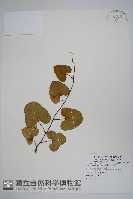 港口馬兜鈴  藏品圖，第1張