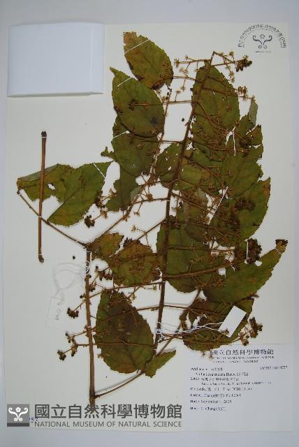 鵲不踏藏品圖，第1張